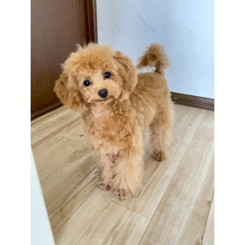 成約済の福岡県のタイニープードル-419432の3枚目