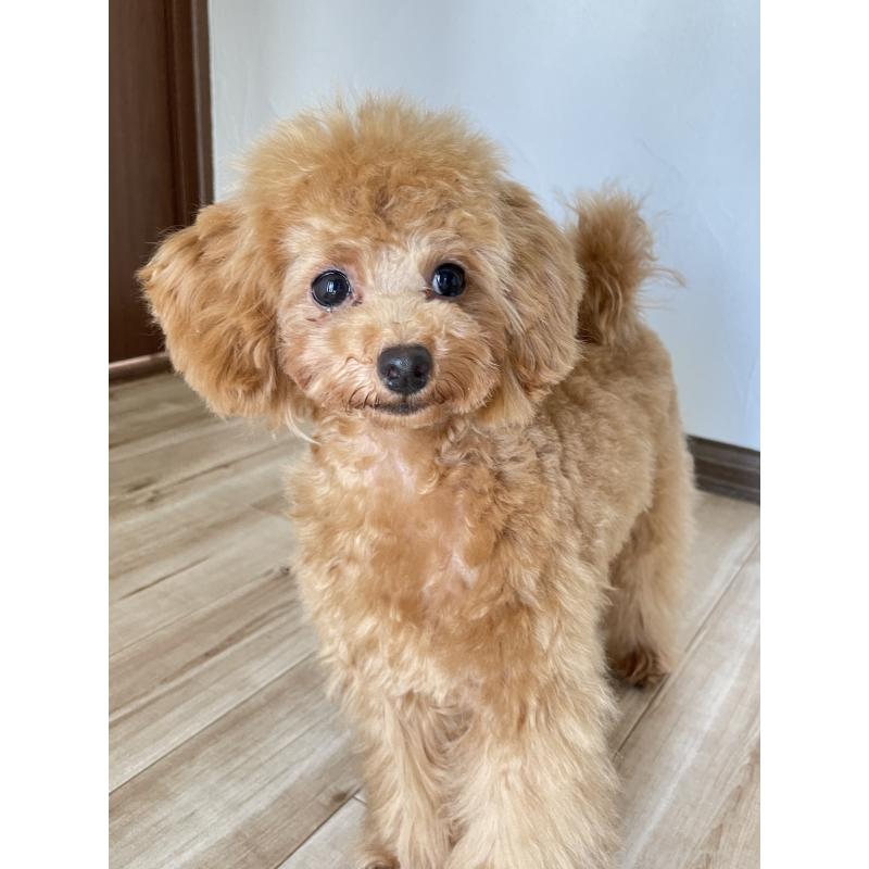 成約済の福岡県のタイニープードル-419432の2枚目