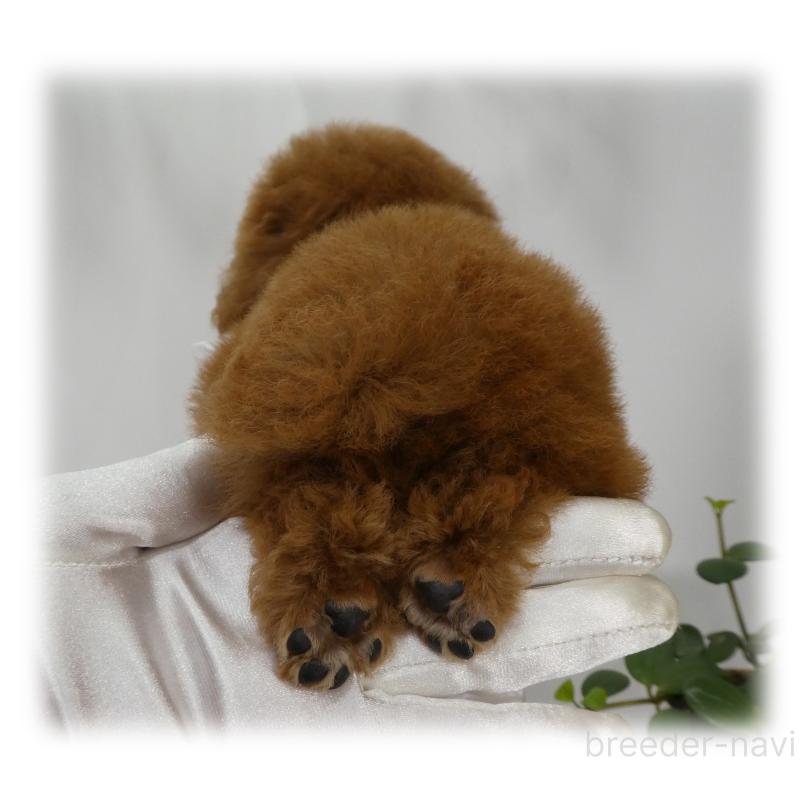 販売中の埼玉県のティーカッププードル-444994の13枚目