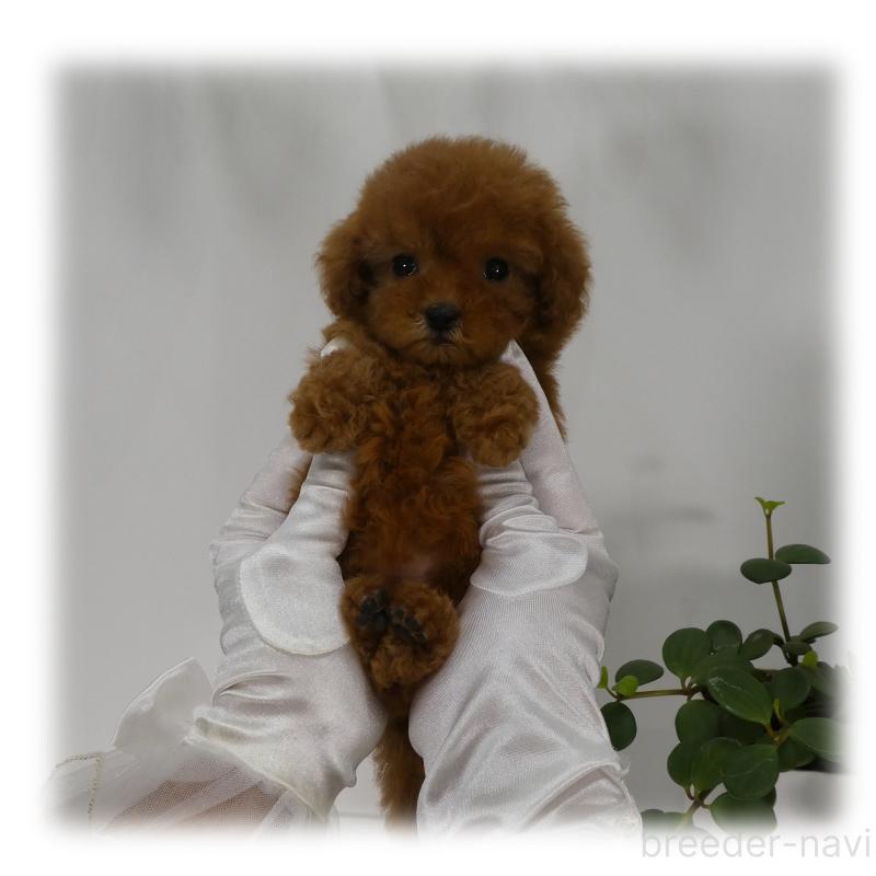 販売中の埼玉県のティーカッププードル-444994の12枚目