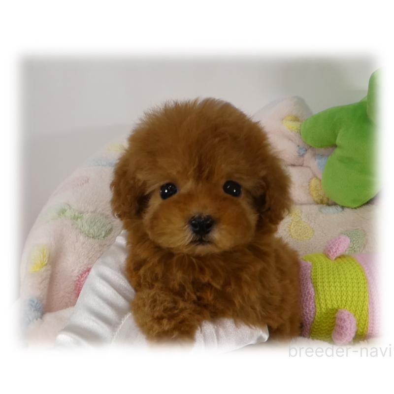 販売中の埼玉県のティーカッププードル-444994の6枚目