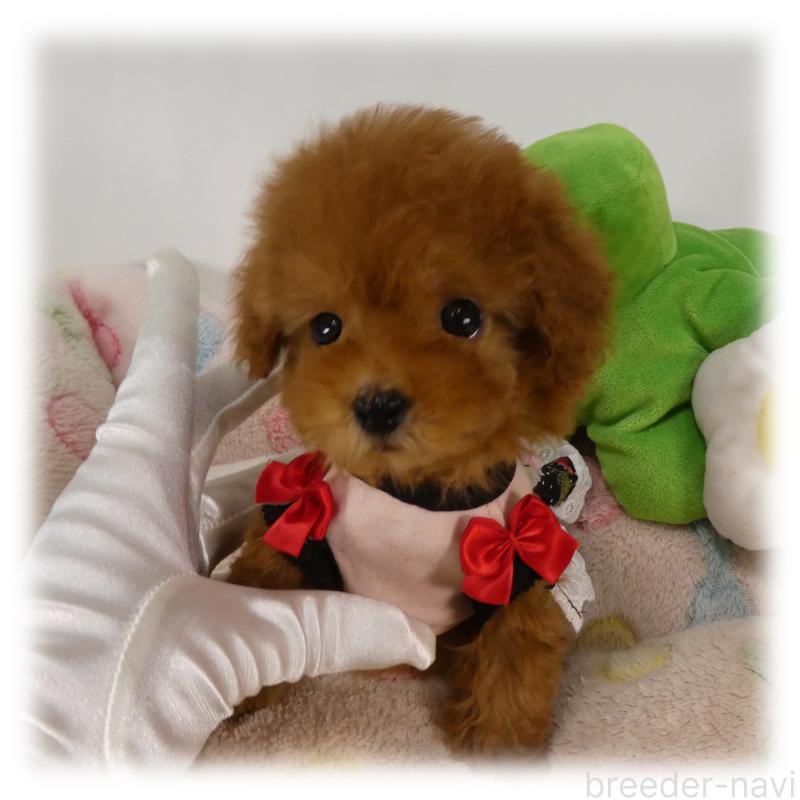 販売中の埼玉県のティーカッププードル-444994の3枚目