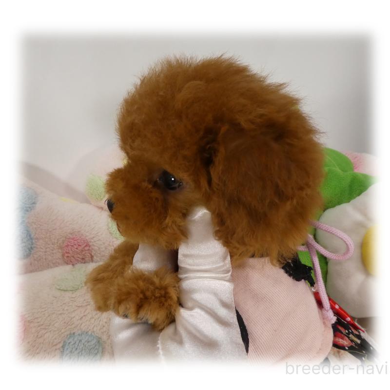 販売中の埼玉県のティーカッププードル-444994の2枚目