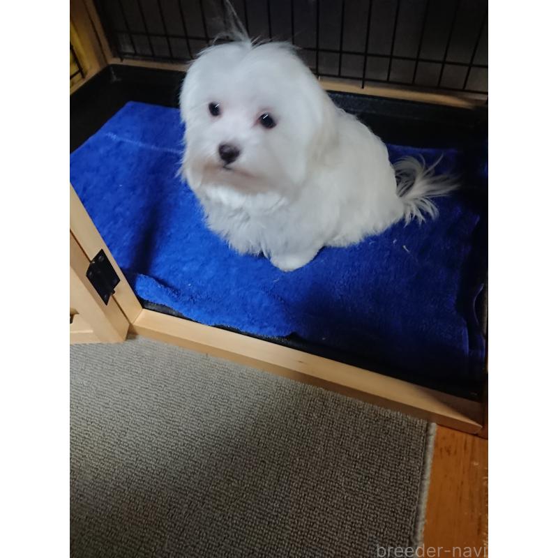 販売中の栃木県のマルチーズ-425496の1枚目