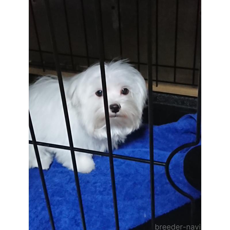 販売中の栃木県のマルチーズ-425496の2枚目