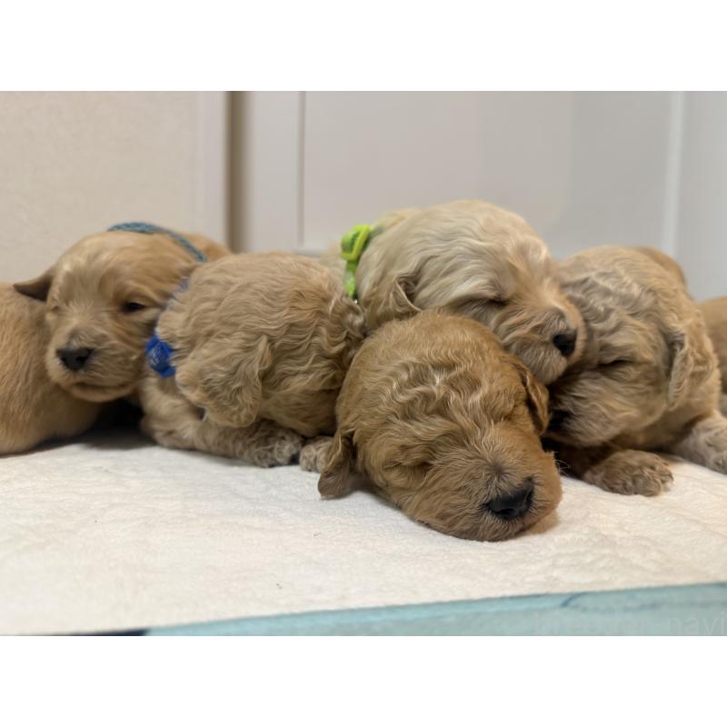 販売中の栃木県のゴールデンドゥードル:ゴールデンレトリーバー×プードル-444996の1枚目