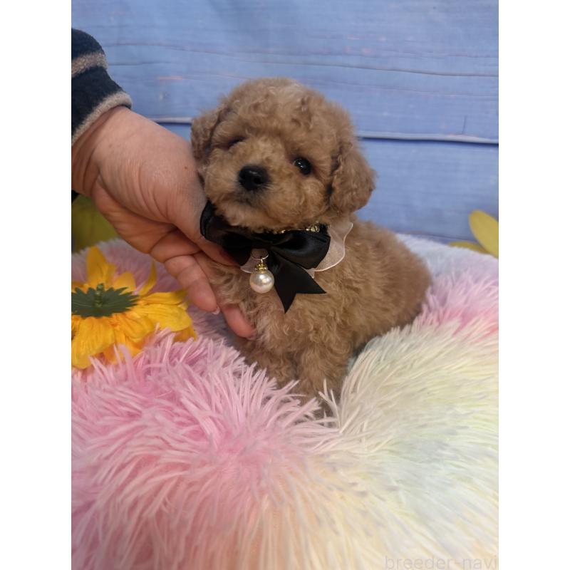 販売中の三重県のタイニープードル-445000の5枚目