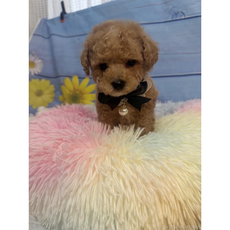 販売中の三重県のタイニープードル-445000の4枚目