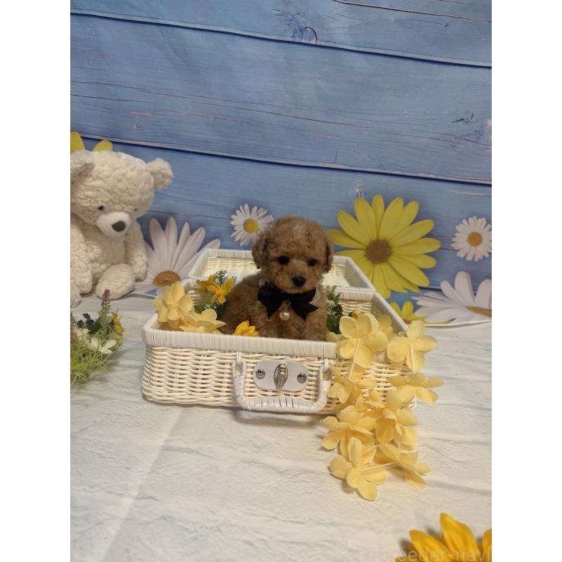 販売中の三重県のタイニープードル-445000の3枚目