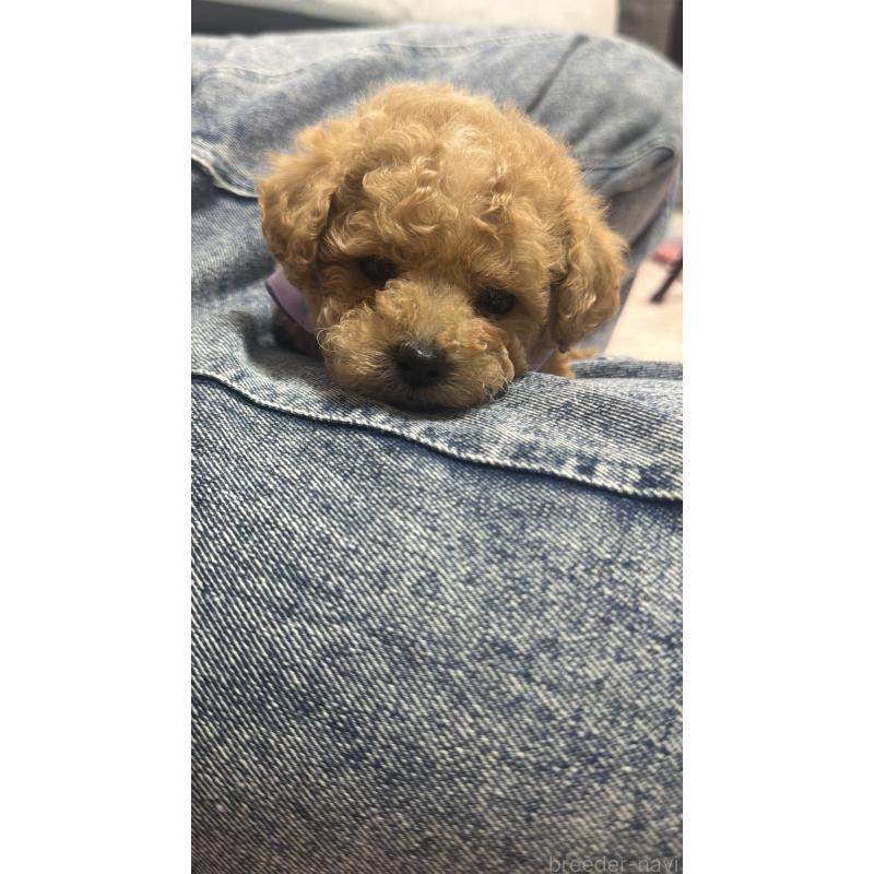 販売中の三重県のタイニープードル-445000の2枚目