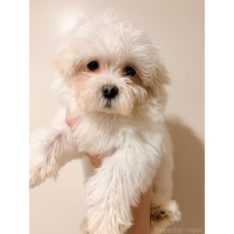 販売中の埼玉県のマルチーズ-444998の5枚目