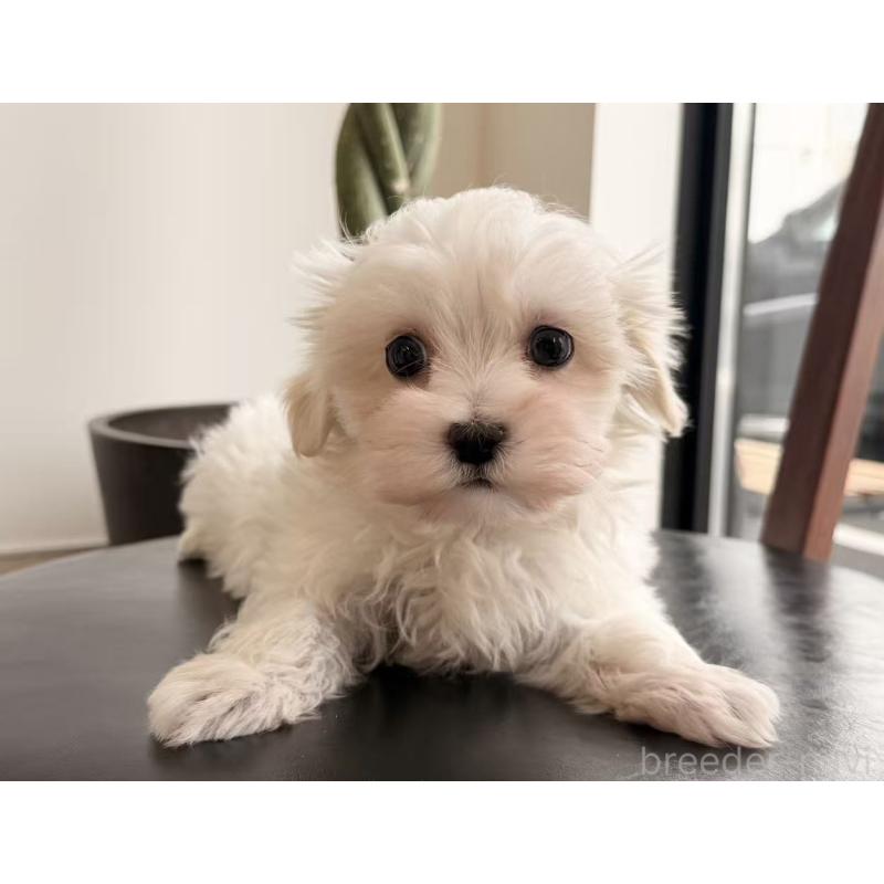 販売中の埼玉県のマルチーズ-444998の4枚目