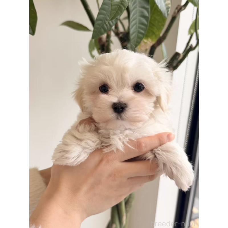 販売中の埼玉県のマルチーズ-444998の3枚目