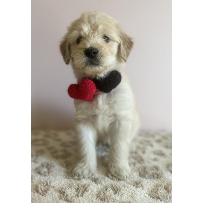 商談中の岐阜県のゴールデンドゥードル:ゴールデンレトリーバー×プードル-436730の5枚目