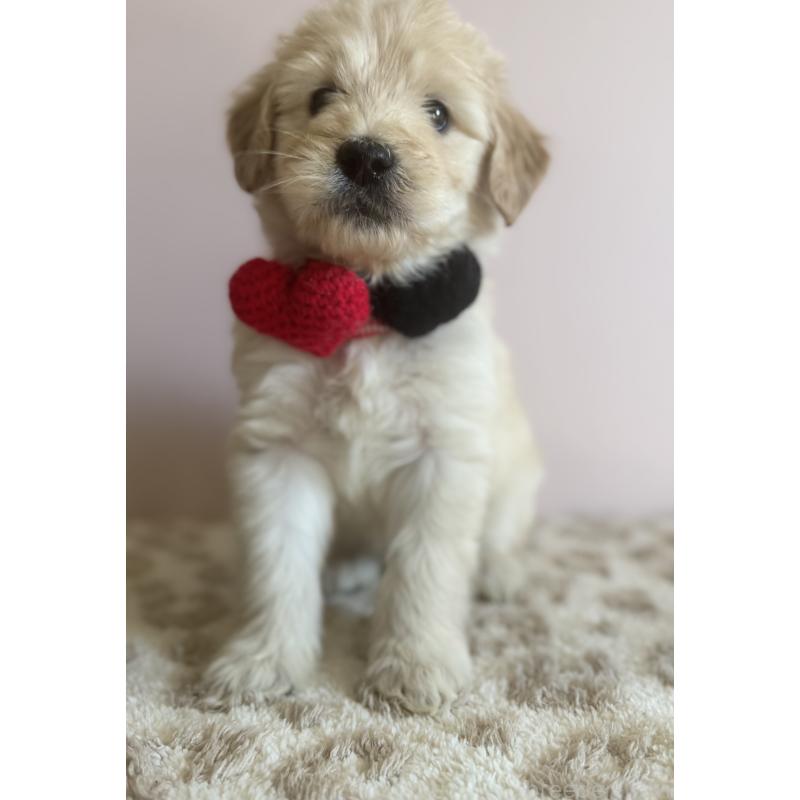 商談中の岐阜県のゴールデンドゥードル:ゴールデンレトリーバー×プードル-436730の4枚目