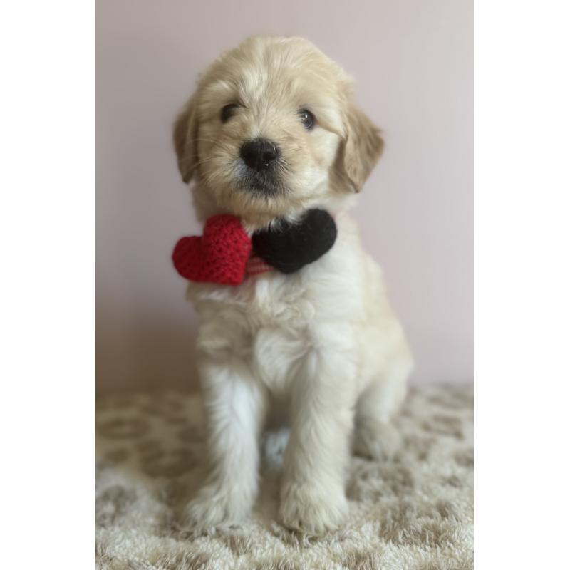 商談中の岐阜県のゴールデンドゥードル:ゴールデンレトリーバー×プードル-436730の3枚目