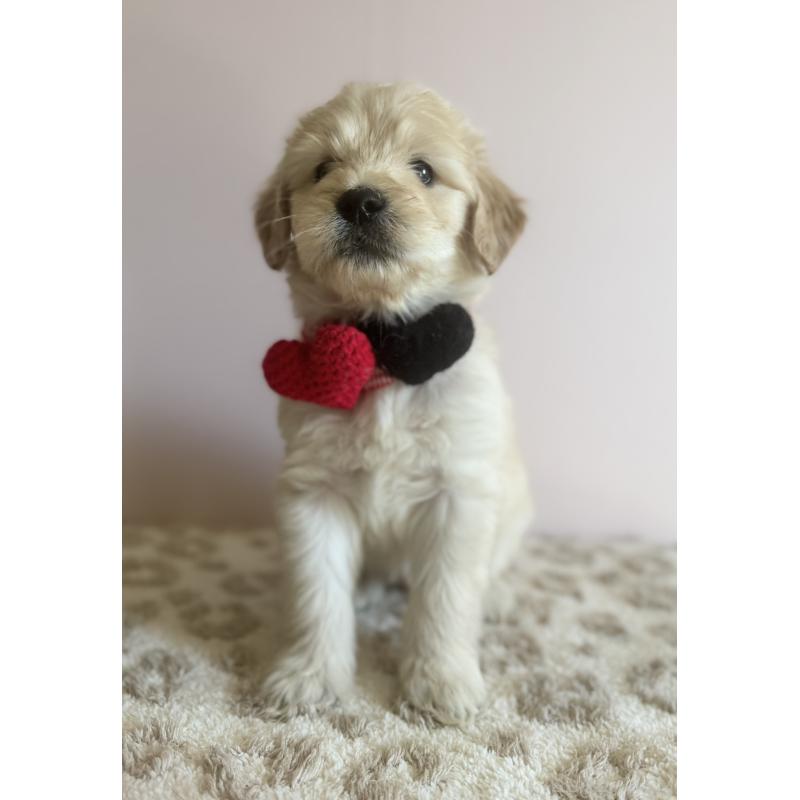 商談中の岐阜県のゴールデンドゥードル:ゴールデンレトリーバー×プードル-436730の2枚目