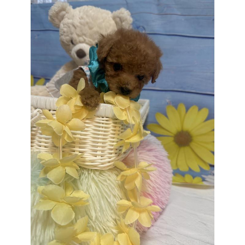 販売中の三重県のティーカッププードル-445002の5枚目