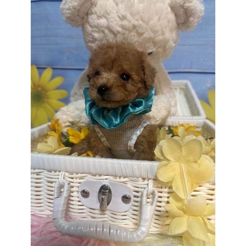 販売中の三重県のティーカッププードル-445002の4枚目