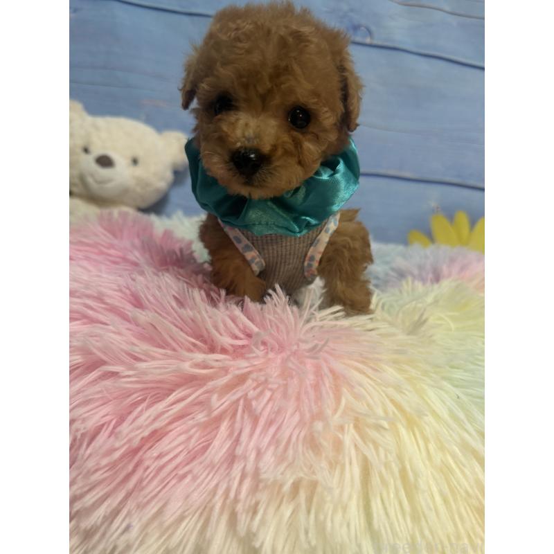 販売中の三重県のティーカッププードル-445002の2枚目