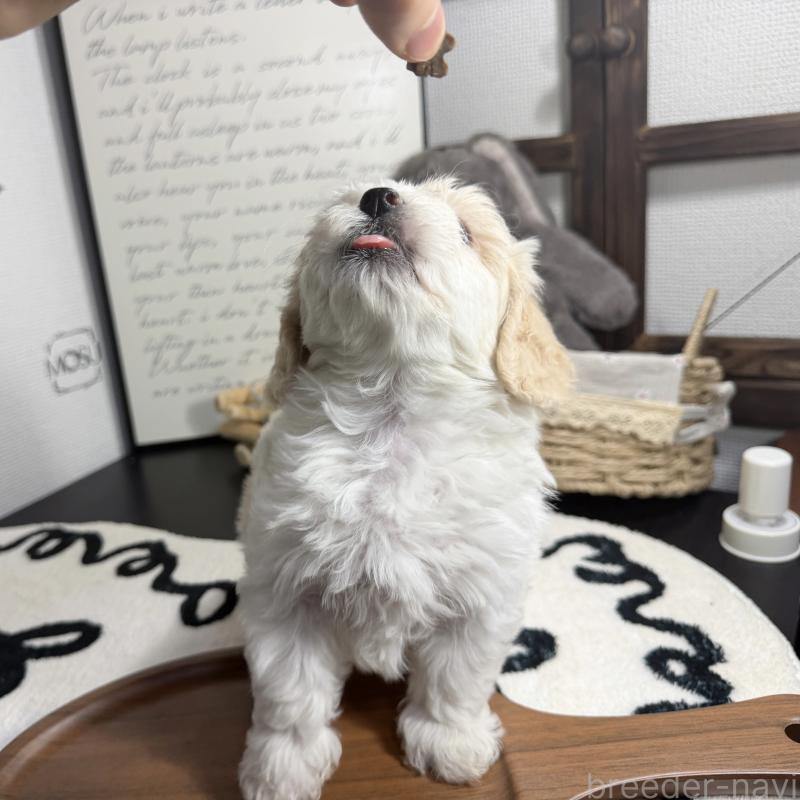 販売中の埼玉県のマルプー:マルチーズ×トイプードル-445003の5枚目