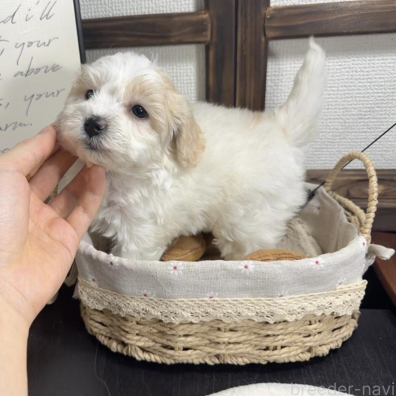 販売中の埼玉県のマルプー:マルチーズ×トイプードル-445003の4枚目