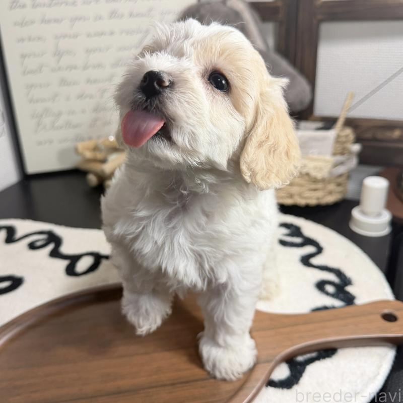 販売中の埼玉県のマルプー:マルチーズ×トイプードル-445003の3枚目