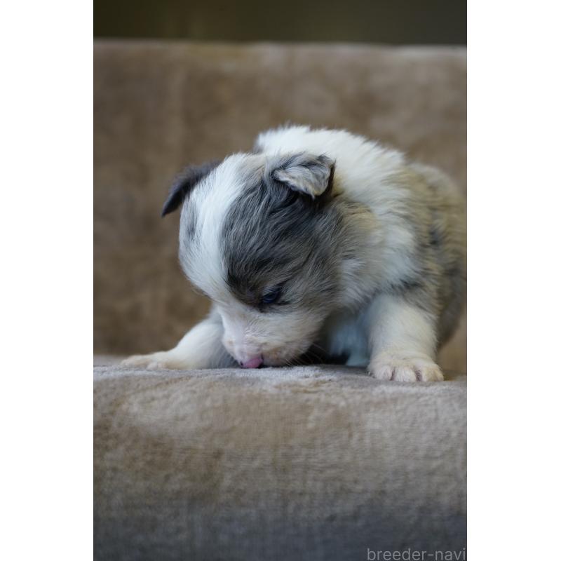 販売中の福岡県のボーダーコリー-441656の2枚目