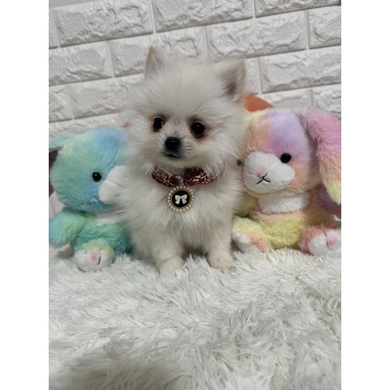 販売中の埼玉県のポメラニアン-439416