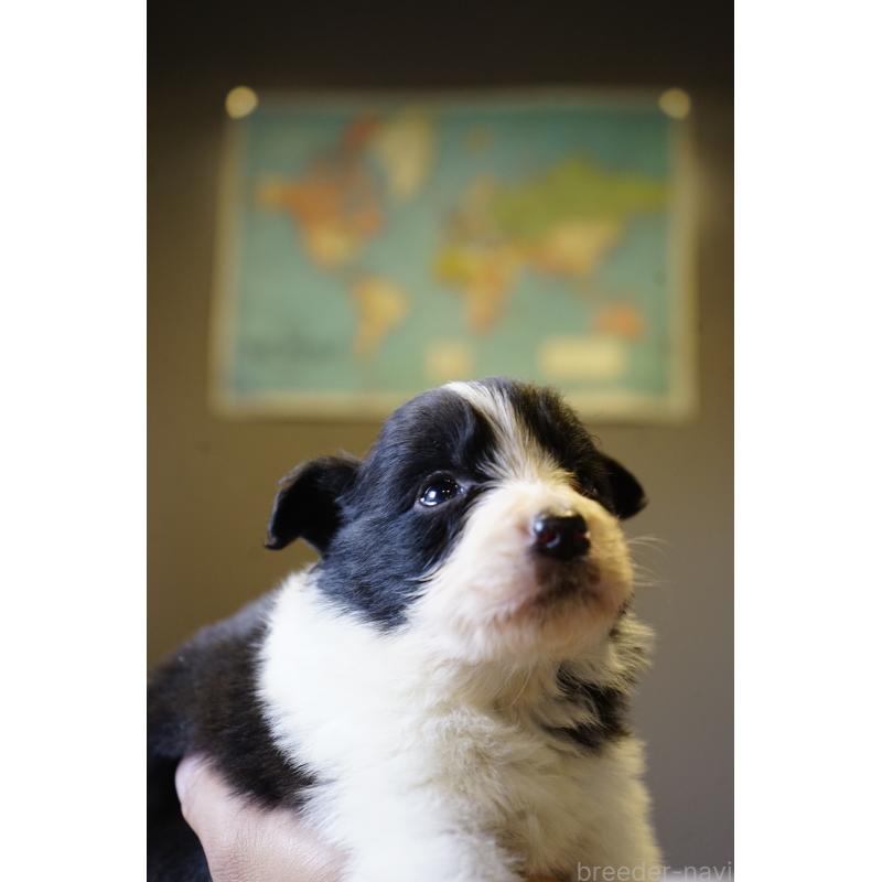 販売中の福岡県のボーダーコリー-441659の2枚目