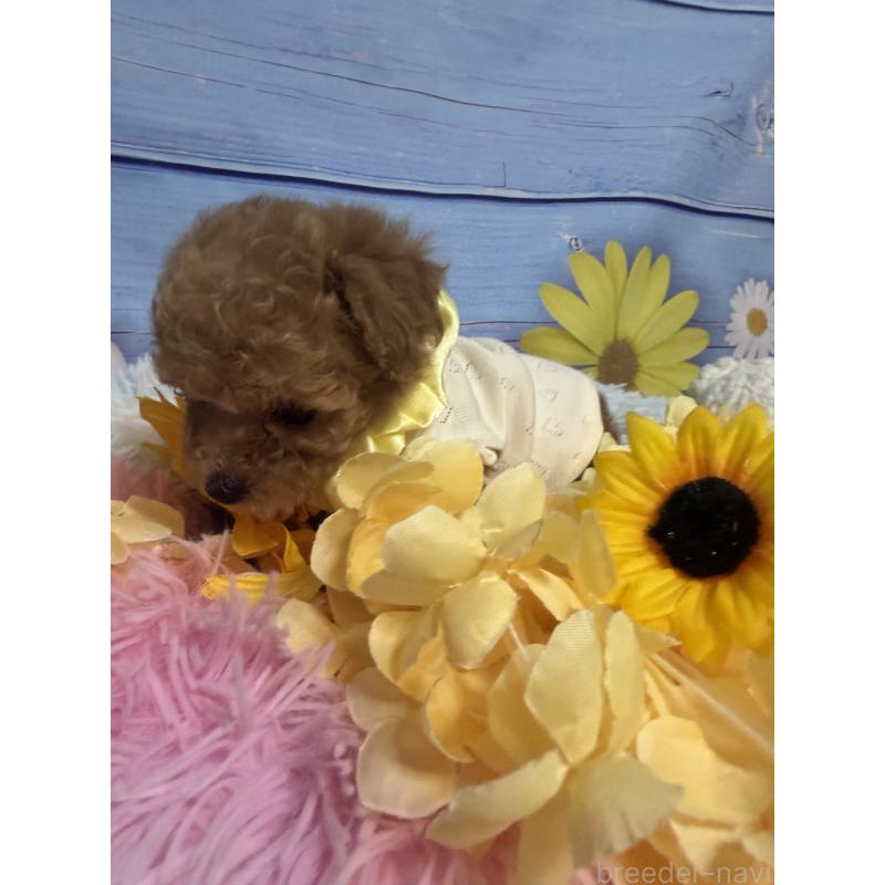 販売中の三重県のティーカッププードル-445026の2枚目