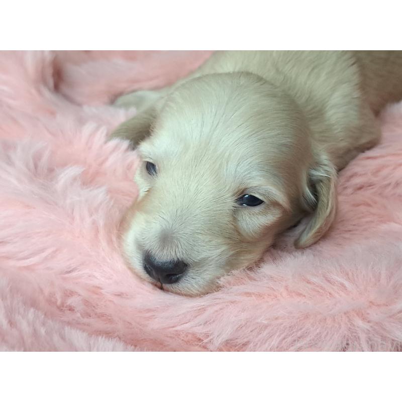 販売中の愛知県のミニチュアダックスフンド(ロングヘアード)-445006