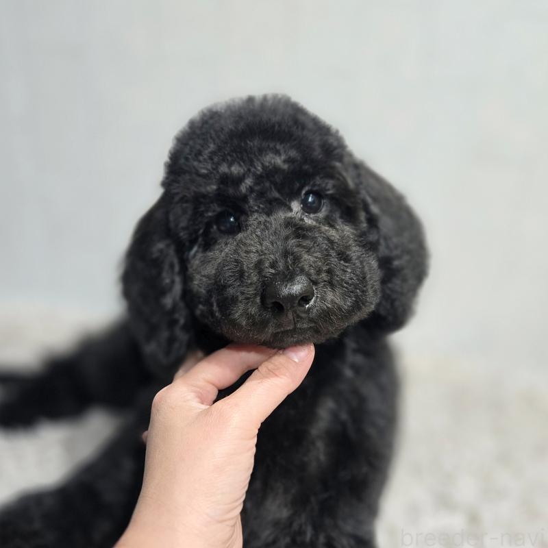 販売中の石川県のスタンダードプードル-435862