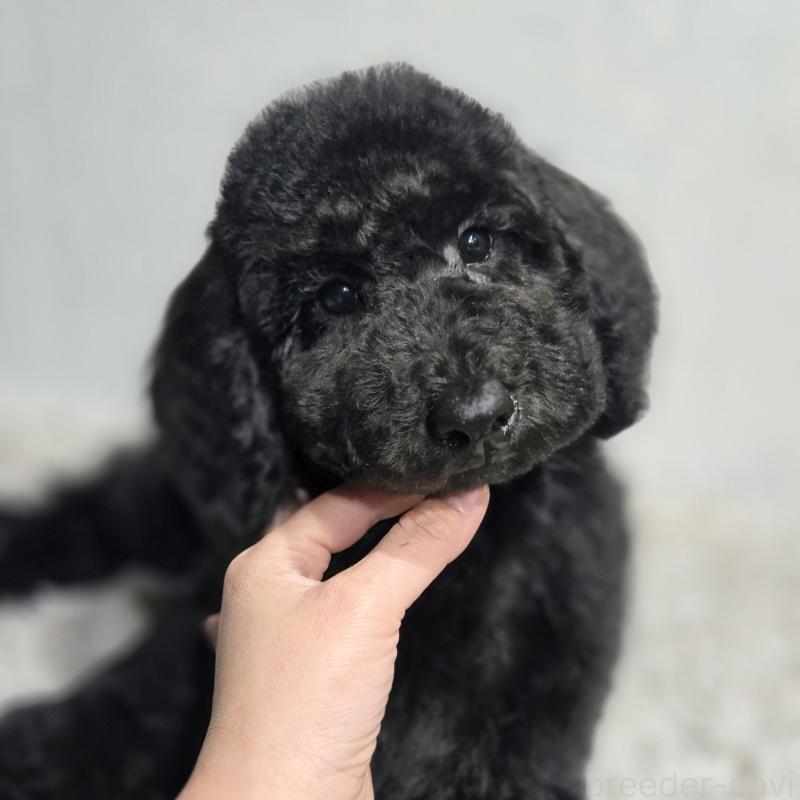 販売中の石川県のスタンダードプードル-435862の8枚目