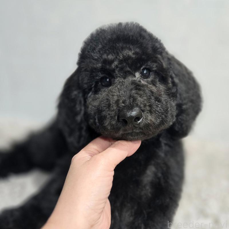 販売中の石川県のスタンダードプードル-435862の7枚目