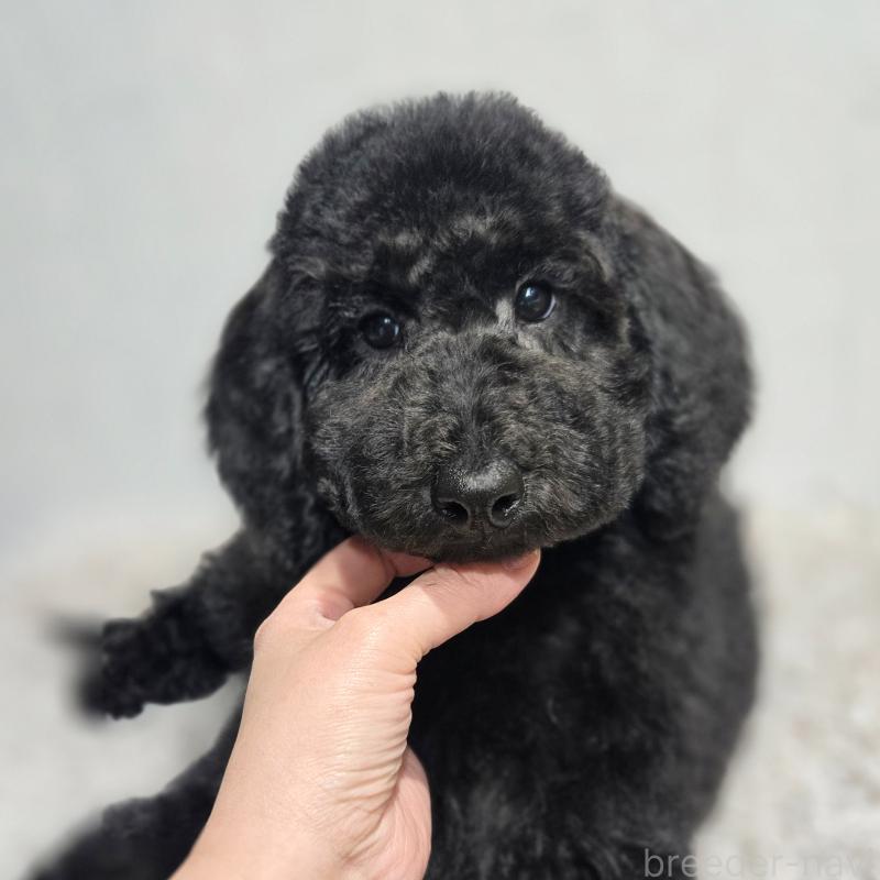 販売中の石川県のスタンダードプードル-435862の6枚目