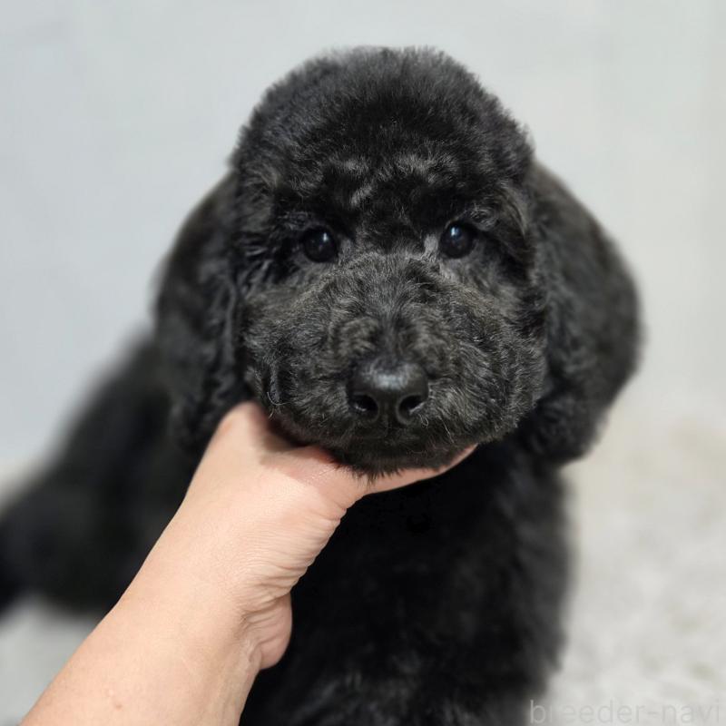 販売中の石川県のスタンダードプードル-435862の5枚目