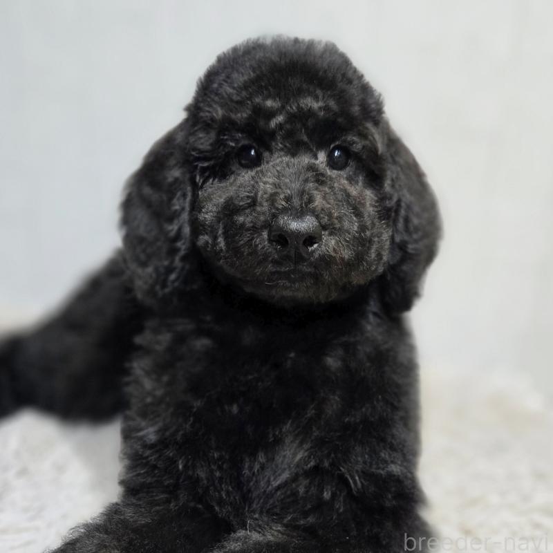 販売中の石川県のスタンダードプードル-435862の4枚目