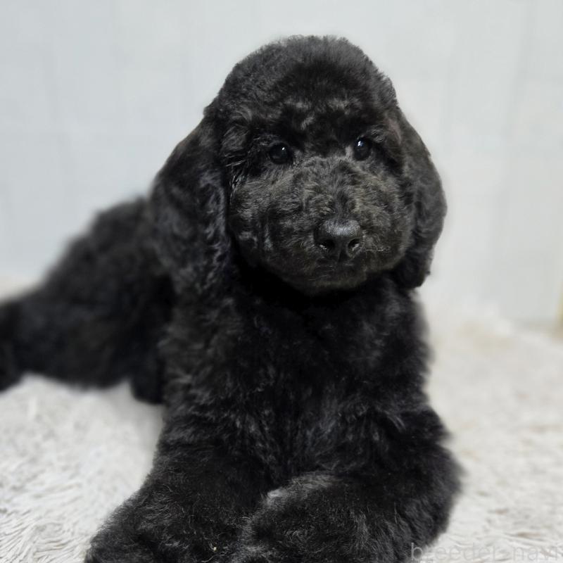 販売中の石川県のスタンダードプードル-435862の3枚目