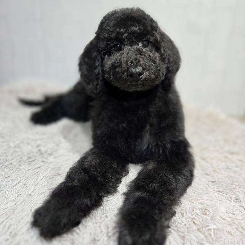 販売中の石川県のスタンダードプードル-435862の2枚目