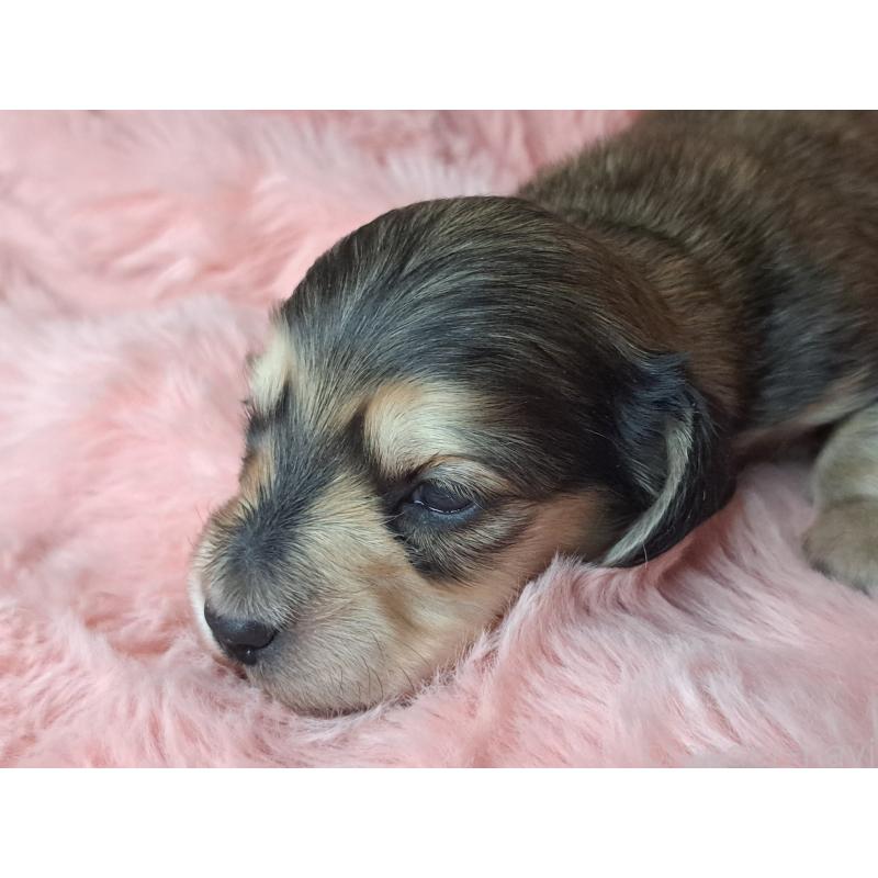 販売中の愛知県のミニチュアダックスフンド(ロングヘアード)-445008の3枚目