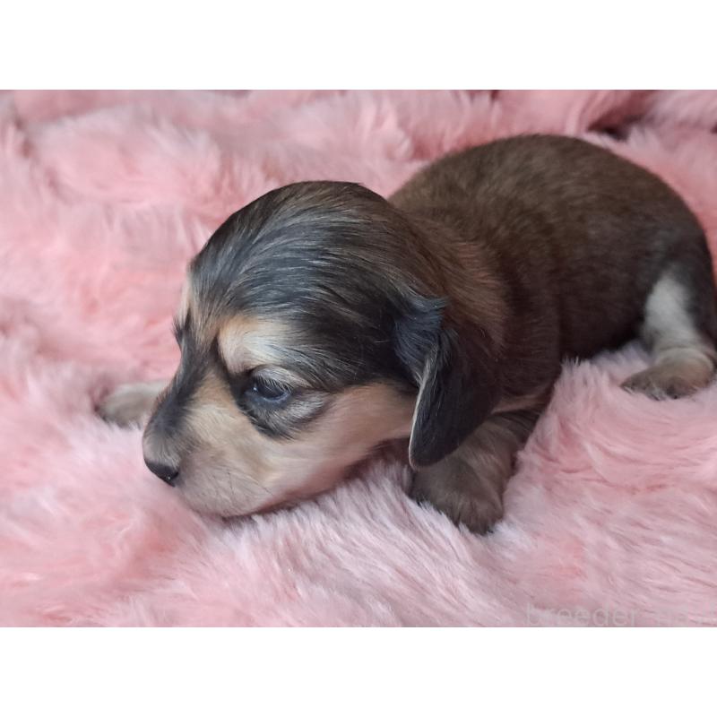 販売中の愛知県のミニチュアダックスフンド(ロングヘアード)-445008の2枚目