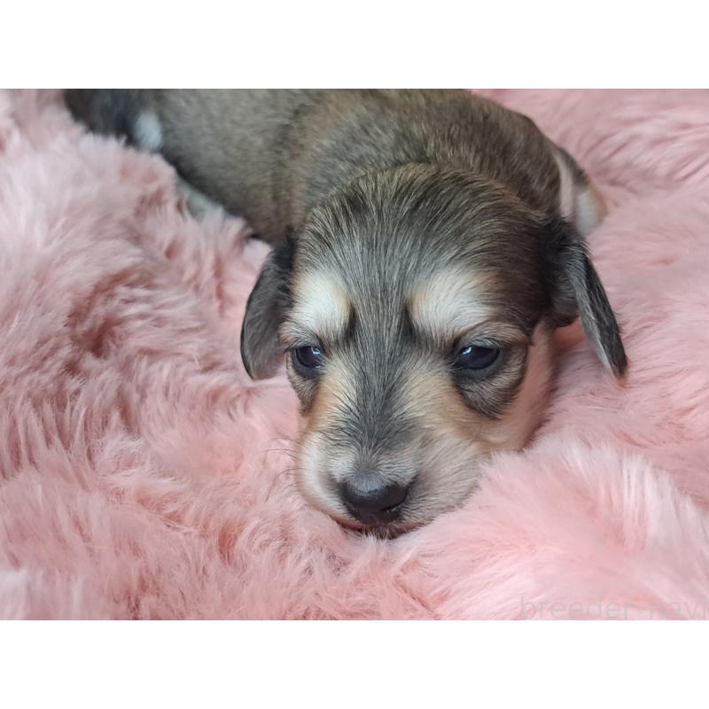 販売中の愛知県のミニチュアダックスフンド(ロングヘアード)-445009