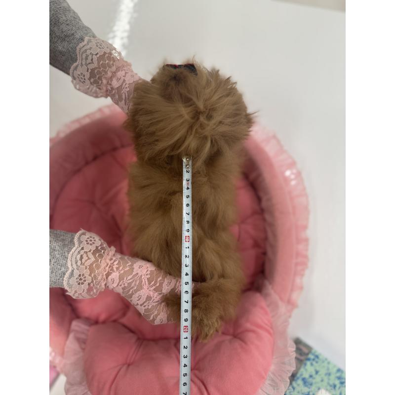 販売中の山梨県のトイプードル-429563の7枚目