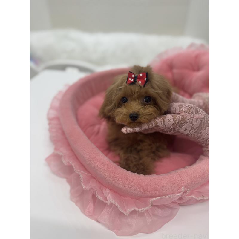 販売中の山梨県のトイプードル-429563の4枚目