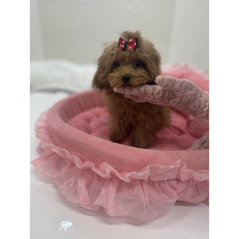 販売中の山梨県のトイプードル-429563の3枚目