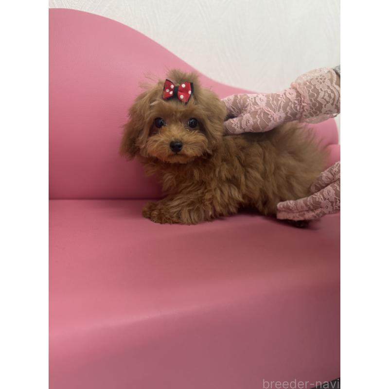 販売中の山梨県のトイプードル-429563の2枚目