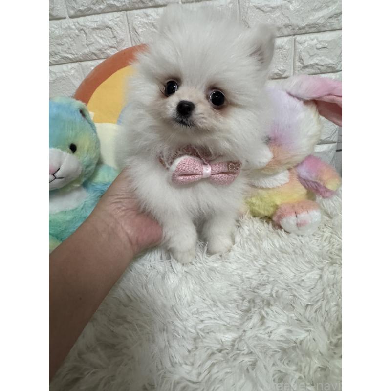 販売中の埼玉県のポメラニアン-439415