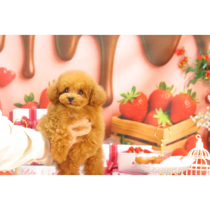 販売中の愛知県のティーカッププードル-428544の3枚目