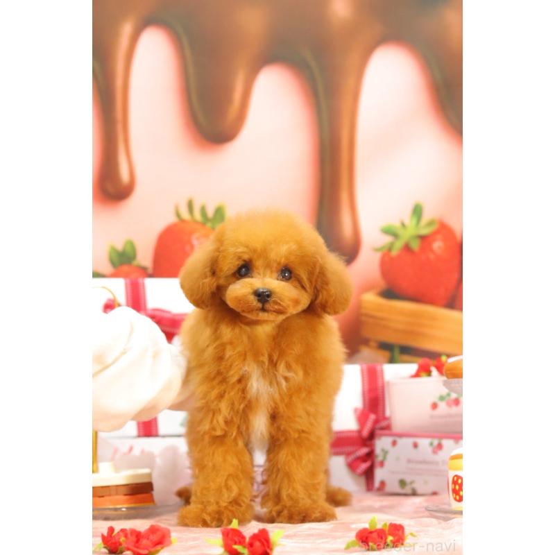 販売中の愛知県のティーカッププードル-428544の2枚目